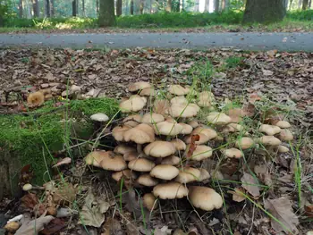 Vagevuurbos an Lippensgoed-Bulskampveld (Belgium)